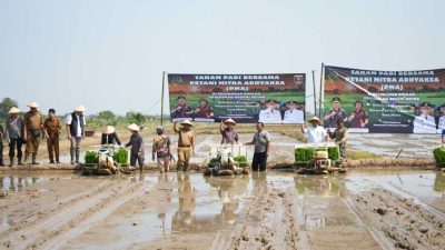 Sinergi Pemkot–Kejaksaan Tinggi Lampung Dorong Swasembada Pangan melalui Tanam Padi Petani Mitra Adhyaksa
